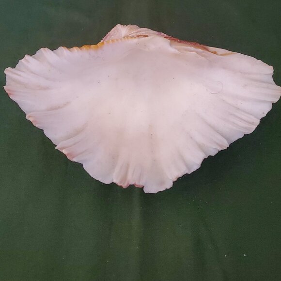 Extra Large Sandy Clam Shell with 5 Small Decorative Seashell Soaps - Picture 5 of 14